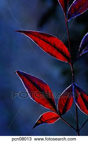 Stock Image - twig, fall, branch, tree trunk, trunk of a tree, leaf, autumn. Fotosearch