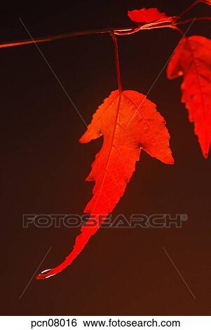 twig, fall, branch, tree trunk, trunk of a tree, leaf, autumn View Large Photo Image Stock Photograph - twig, fall, branch, tree trunk, trunk of a tree, leaf, autumn. Fotosearch