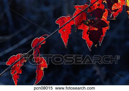 twig, fall, branch, tree trunk, trunk of a tree, leaf, autumn View Large Photo Image Stock Photography - twig, fall, branch, tree trunk, trunk of a tree, leaf, autumn. Fotosearch