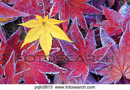 Stock Image - yellow, fall, day, fallen leaves, leaf, yellow leaf, autumn. Fotosearch