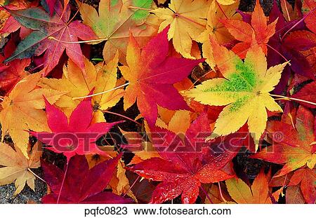yellow, fall, day, fallen leaves, leaf, yellow leaf, autumn View Large Photo Image Stock Image - yellow, fall, day, fallen leaves, leaf, yellow leaf, autumn. Fotosearch