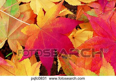 yellow, fall, day, fallen leaves, leaf, yellow leaf, autumn View Large Photo Image Stock Image - yellow, fall, day, fallen leaves, leaf, yellow leaf, autumn. Fotosearch