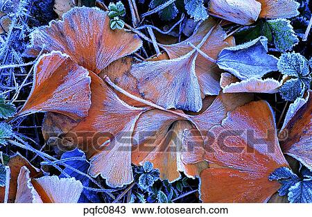 Stock Image - yellow, fall, day, fallen leaves, leaf, yellow leaf, autumn. Fotosearch