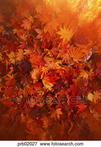 yellow, fall, day, fallen leaves, leaf, yellow leaf, autumn View Large Photo Image Stock Photo - yellow, fall, day, fallen leaves, leaf, yellow leaf, autumn. Fotosearch
