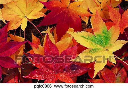 yellow, fall, day, fallen leaves, leaf, yellow leaf, autumn View Large Photo Image Stock Photograph - yellow, fall, day, fallen leaves, leaf, yellow leaf, autumn. Fotosearch