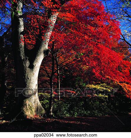 autumn scenery, fall, autumn forest, autumn wood, autumn mountain, autumn view, autumn View Large Photo Image Picture - autumn scenery, fall, autumn forest, autumn wood, autumn mountain, autumn view, autumn. Fotosearch
