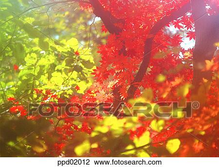 autumn scenery, fall, autumn forest, autumn wood, autumn mountain, autumn view, autumn View Large Photo Image Stock Image - autumn scenery, fall, autumn forest, autumn wood, autumn mountain, autumn view, autumn. Fotosearch
