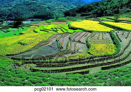 autumn view, fall, autumn scenery, autumn plain, autumn field, holdings, autumn View Large Photo Image Stock Image - autumn view, fall, autumn scenery, autumn plain, autumn field, holdings, autumn. Fotosearch