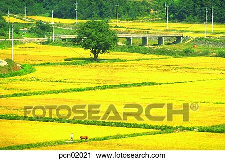 Stock Image - autumn view, fall, autumn scenery, autumn plain, autumn field, bridge, autumn. Fotosearch