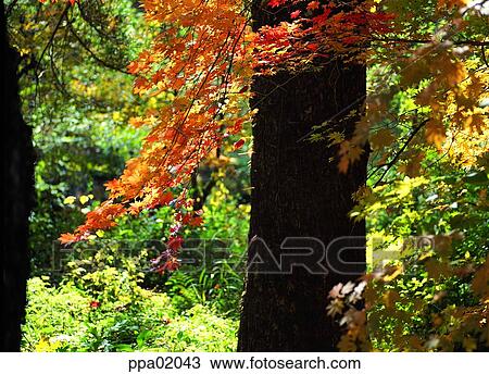 autumn view, fall, autumn scenery, autumn forest, autumn wood, tree, autumn View Large Photo Image Stock Image - autumn view, fall, autumn scenery, autumn forest, autumn wood, tree, autumn. Fotosearch