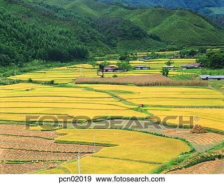 autumn view, fall, autumn scenery, autumn plain, autumn field, holdings, autumn View Large Photo Image Stock Photo - autumn view, fall, autumn scenery, autumn plain, autumn field, holdings, autumn. Fotosearch