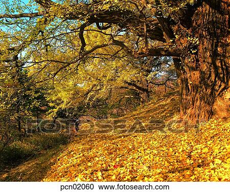 big tree, fall, autumn view, autumn scenery, autumn mountain, large tree, autumn View Large Photo Image Stock Image - big tree, fall, autumn view, autumn scenery, autumn mountain, large tree, autumn. Fotosearch
