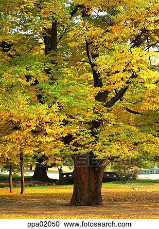 Stock Image - big tree, fall, autumn view, autumn scenery, autumn tree, large tree, autumn. Fotosearch