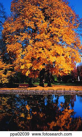 Stock Photo - big tree, fall, autumn view, autumn scenery, autumn park, large tree, autumn. Fotosearch