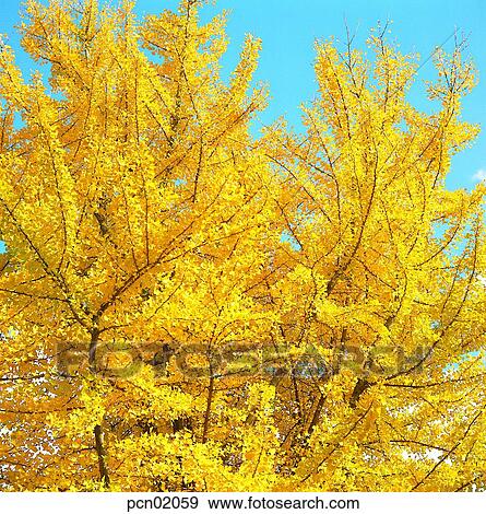 branch, fall, autumn view, autumn scenery, autumn tree, twig, autumn View Large Photo Image Stock Photo - branch, fall, autumn view, autumn scenery, autumn tree, twig, autumn. Fotosearch