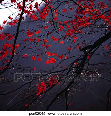 branch, fall, autumn view, autumn scenery, autumn mountain, twig, autumn View Large Photo Image Stock Photography - branch, fall, autumn view, autumn scenery, autumn mountain, twig, autumn. Fotosearch