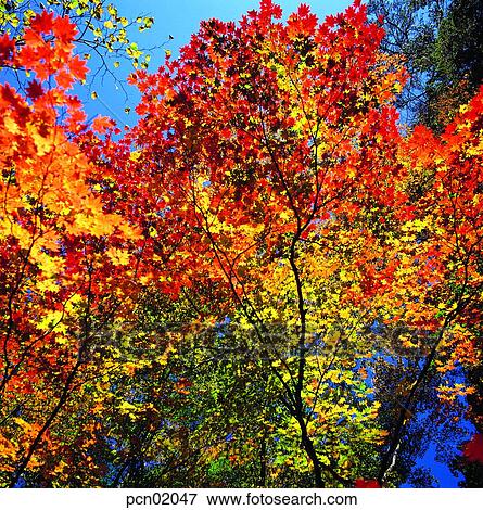 Stock Photo - branch, fall, tree, autumn view, autumn scenery, twig, autumn. Fotosearch