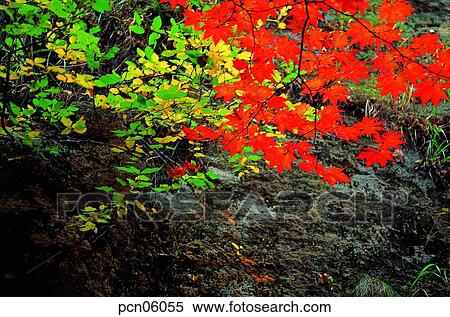Stock Photography - branch, fall, tree, autumn view, autumn scenery, twig, autumn. Fotosearch