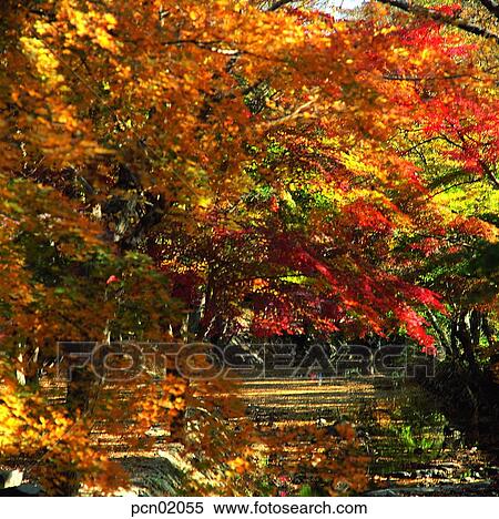 Stock Photography - brook, fall, autumn view, autumn scenery, autumn mountain, little stream, autumn. Fotosearch