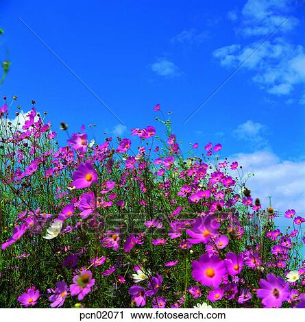 cloud, fall, autumn view, autumn scenery, autumn flower, stock, autumn View Large Photo Image Stock Image - cloud, fall, autumn view, autumn scenery, autumn flower, stock, autumn. Fotosearch