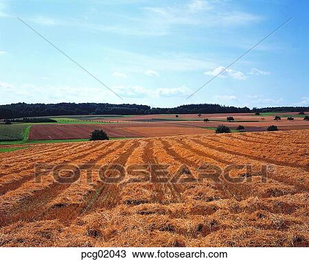 day, autumn plain, goal, autumn view, autumn scenery, farm village, autumn field View Large Photo Image Stock Image - day, autumn plain, goal, autumn view, autumn scenery, farm village, autumn field. Fotosearch