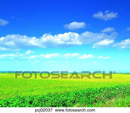 day, fall, sesame leaf, autumn view, autumn scenery, rice field, autumn View Large Photo Image Stock Photo - day, fall, sesame leaf, autumn view, autumn scenery, rice field, autumn. Fotosearch
