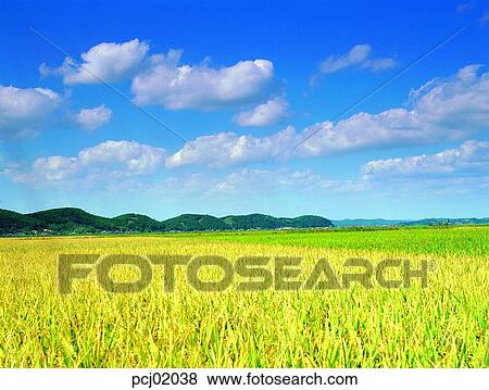 Stock Photo - day, fall, sesame leaf, autumn view, autumn scenery, rice field, autumn. Fotosearch