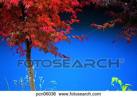 day, fall, tree, autumn view, autumn scenery, maple, autumn View Large Photo Image Stock Photograph - day, fall, tree, autumn view, autumn scenery, maple, autumn. Fotosearch