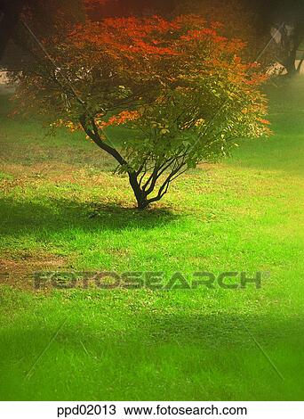 day, fall, tree, park, autumn park, maple, autumn View Large Photo Image Stock Image - day, fall, tree, park, autumn park, maple, autumn. Fotosearch