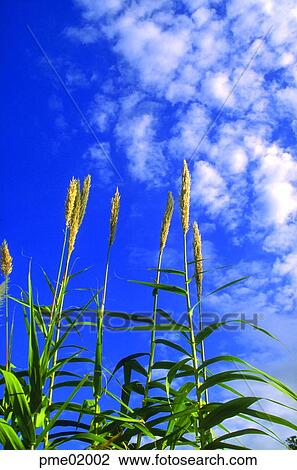 fall, fall, sky of an autumn, autumn view, autumn scenery, corn, autumn View Large Photo Image Stock Image - fall, fall, sky of an autumn, autumn view, autumn scenery, corn, autumn. Fotosearch