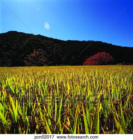 fall, fall, sky of an autumn, autumn view, autumn scenery, day, autumn View Large Photo Image Stock Photo - fall, fall, sky of an autumn, autumn view, autumn scenery, day, autumn. Fotosearch