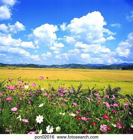 fall, fall, sky of an autumn, autumn view, autumn scenery, cloud, autumn View Large Photo Image Stock Photograph - fall, fall, sky of an autumn, autumn view, autumn scenery, cloud, autumn. Fotosearch