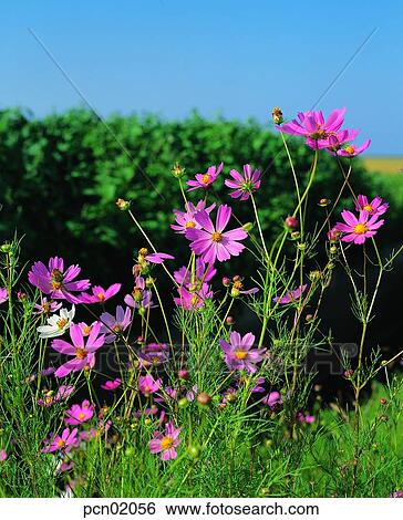flower, fall, autumn view, autumn scenery, autumn flower, flower garden, autumn View Large Photo Image Stock Photograph - flower, fall, autumn view, autumn scenery, autumn flower, flower garden, autumn. Fotosearch