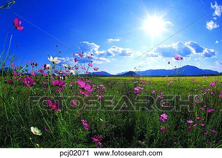 flower, fall, cloud, autumn view, autumn scenery, flower garden, autumn View Large Photo Image Stock Image - flower, fall, cloud, autumn view, autumn scenery, flower garden, autumn. Fotosearch