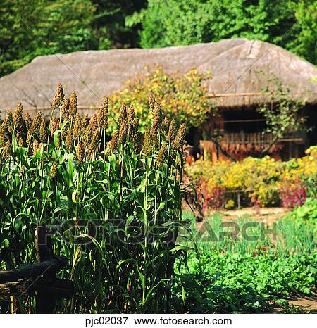 kaoliang, fall, day, autumn view, autumn scenery, autumn View Large Photo Image Stock Photo - kaoliang, fall, day, autumn view, autumn scenery, autumn. Fotosearch