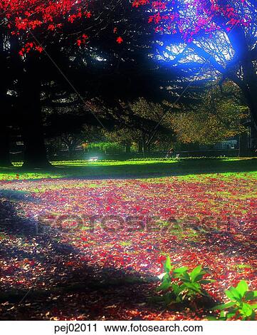 large tree, fall, big tree, autumn view, autumn scenery, park, autumn View Large Photo Image Stock Image - large tree, fall, big tree, autumn view, autumn scenery, park, autumn. Fotosearch