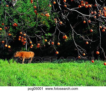 persimmon tree, fall, persimmon, autumn view, autumn scenery, fruit, autumn View Large Photo Image Stock Image - persimmon tree, fall, persimmon, autumn view, autumn scenery, fruit, autumn. Fotosearch
