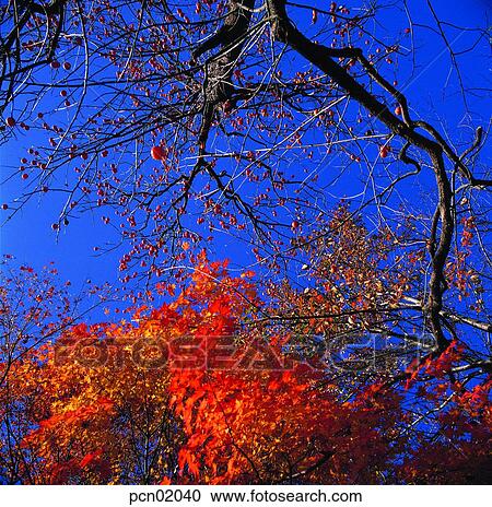 persimmon tree, fall, persimmon, autumn view, autumn scenery, tree, autumn View Large Photo Image Stock Image - persimmon tree, fall, persimmon, autumn view, autumn scenery, tree, autumn. Fotosearch