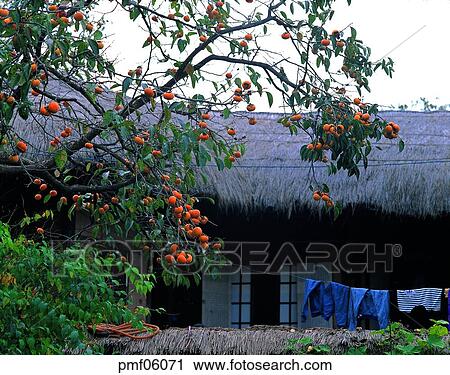 persimmon tree, fall, persimmon, autumn view, autumn scenery, persimmon, autumn View Large Photo Image Stock Image - persimmon tree, fall, persimmon, autumn view, autumn scenery, persimmon, autumn. Fotosearch
