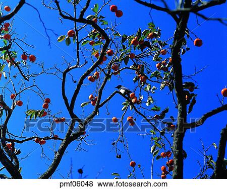 persimmon tree, fall, persimmon, autumn view, autumn scenery, persimmon, autumn View Large Photo Image Stock Photo - persimmon tree, fall, persimmon, autumn view, autumn scenery, persimmon, autumn. Fotosearch