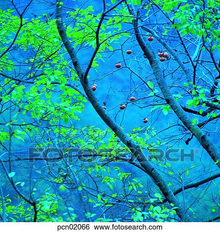 persimmon tree, fall, persimmon, autumn view, autumn scenery, persimmon, autumn View Large Photo Image Stock Photograph - persimmon tree, fall, persimmon, autumn view, autumn scenery, persimmon, autumn. Fotosearch