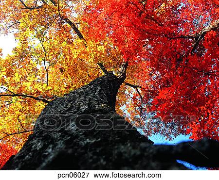 Stock Photo - pillar of a tree, fall, tree, autumn view, autumn scenery, branch, autumn. Fotosearch