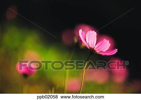 Stock Photo - plant, flower, strawberry, day, petal, autumn flower. Fotosearch