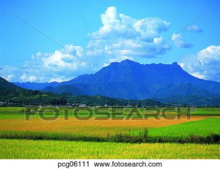 rice field, autumn plain, day, autumn view, autumn scenery, farm village, autumn field View Large Photo Image Stock Image - rice field, autumn plain, day, autumn view, autumn scenery, farm village, autumn field. Fotosearch