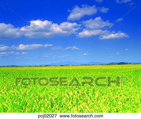 Stock Photo - rice field, autumn plain, day, autumn view, autumn scenery, farm village, autumn field. Fotosearch