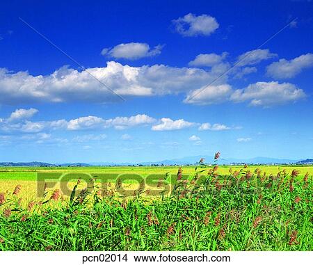 rice field, fall, day, autumn view, autumn scenery, ridge between rice fields, autumn View Large Photo Image Picture - rice field, fall, day, autumn view, autumn scenery, ridge between rice fields, autumn. Fotosearch