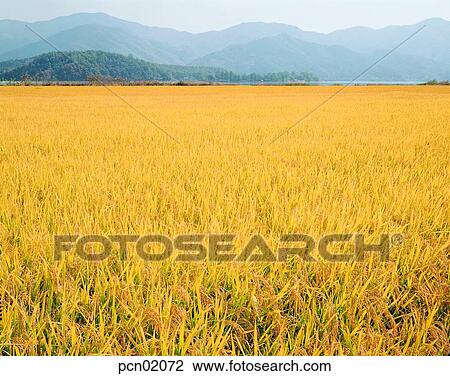 Stock Image - rice field, fall, day, autumn view, autumn scenery, ridge between rice fields, autumn. Fotosearch