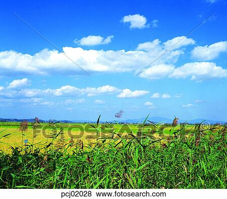Stock Photo - rice field, fall, day, autumn view, autumn scenery, ridge between rice fields, autumn. Fotosearch
