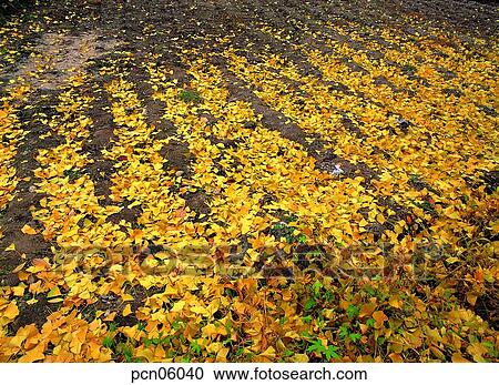 Stock Image - road of fallen leaves, fall, fallen leaves, autumn view, autumn scenery, heap of fallen leaves, autumn. Fotosearch