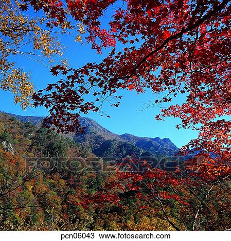 Stock Image - scene, fall, autumn view, autumn scenery, autumn mountain, scenery, autumn. Fotosearch